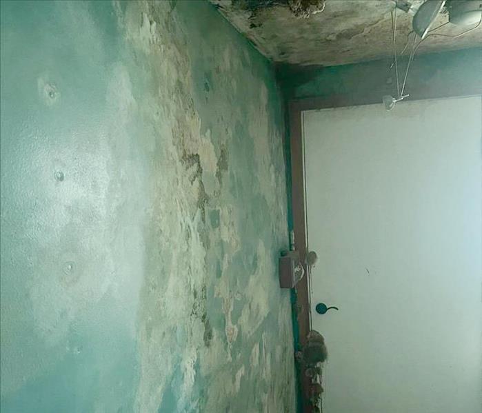 Image of mold growth